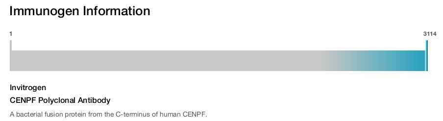 CENPF Polyclonal Antibody