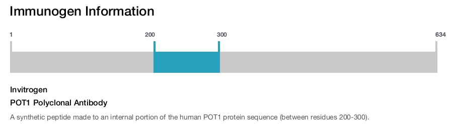 POT1 Polyclonal Antibody