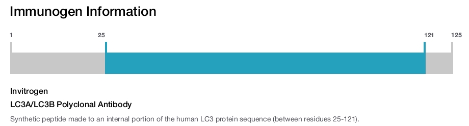 LC3A/LC3B Polyclonal Antibody