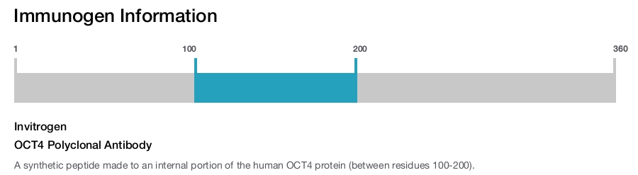 OCT4 Polyclonal Antibody