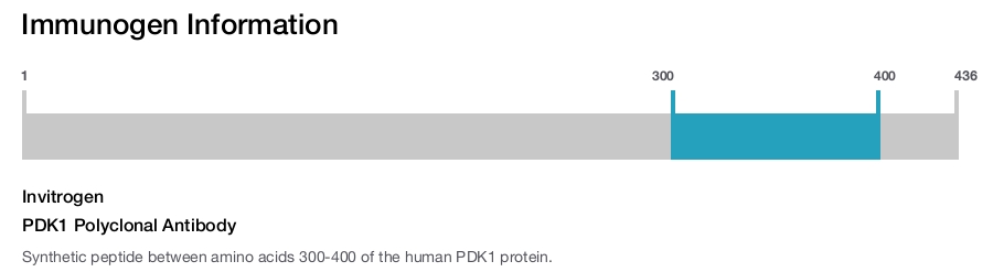 PDK1 Polyclonal Antibody