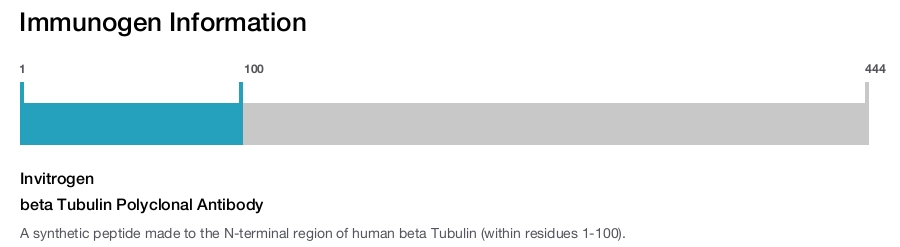 beta Tubulin Polyclonal Antibody