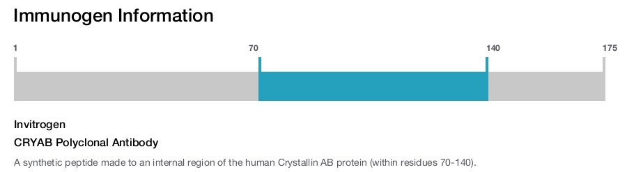 CRYAB Polyclonal Antibody