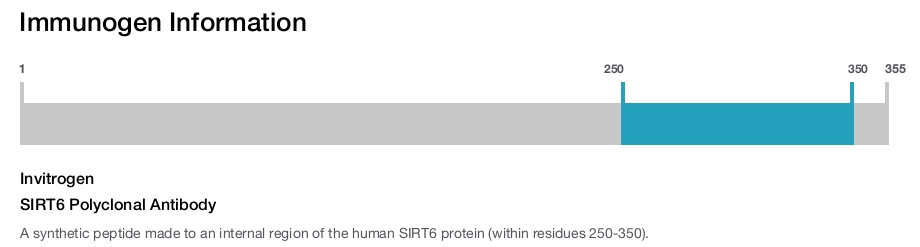 SIRT6 Polyclonal Antibody