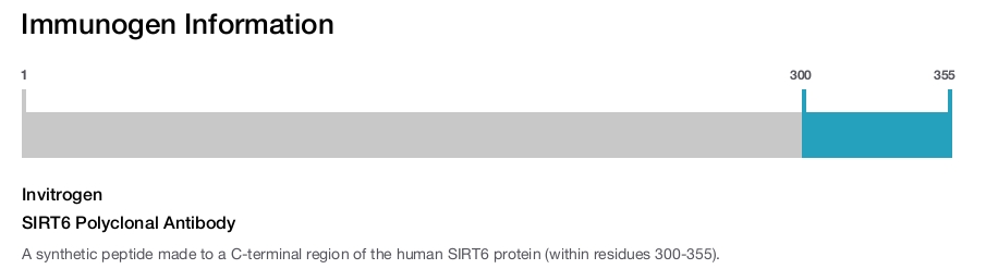 SIRT6 Polyclonal Antibody