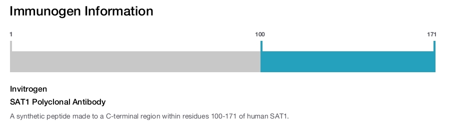 SAT1 Polyclonal Antibody