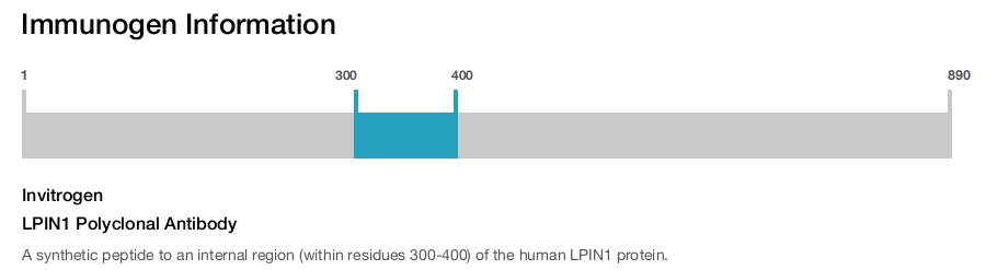LPIN1 Polyclonal Antibody