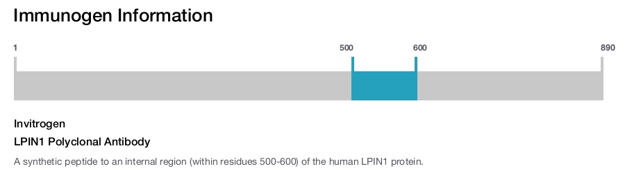 LPIN1 Polyclonal Antibody