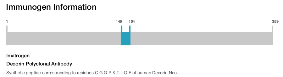 Decorin Polyclonal Antibody