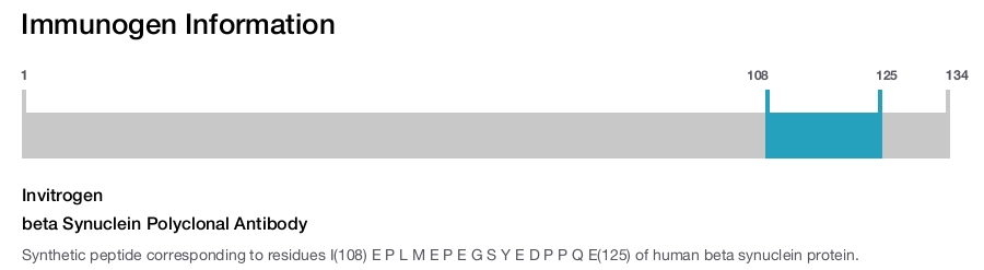 beta Synuclein Polyclonal Antibody