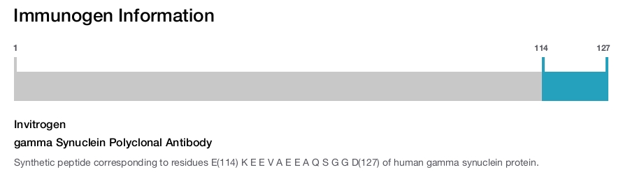 gamma Synuclein Polyclonal Antibody