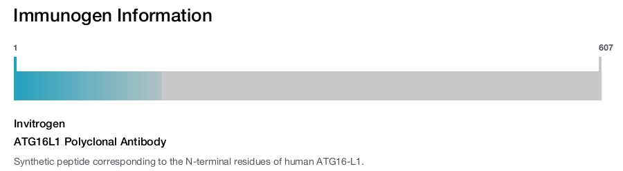 ATG16L1 Polyclonal Antibody