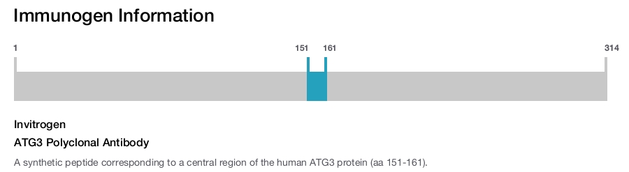ATG3 Polyclonal Antibody