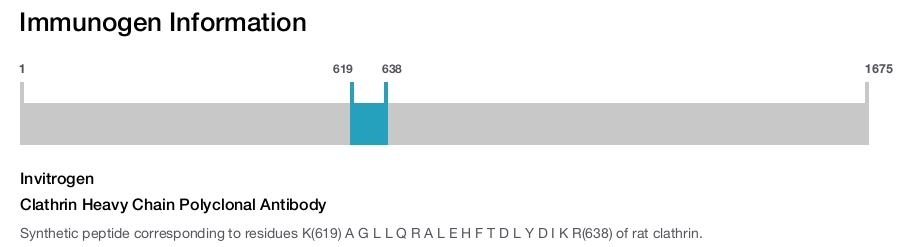 Clathrin Heavy Chain Polyclonal Antibody