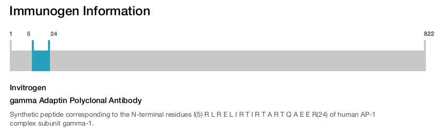 gamma Adaptin Polyclonal Antibody