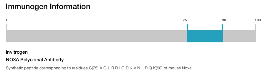NOXA Polyclonal Antibody