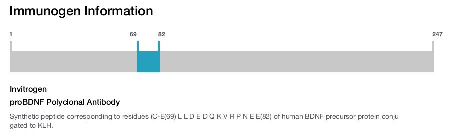 proBDNF Polyclonal Antibody