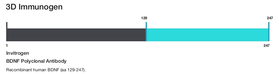 BDNF Polyclonal Antibody