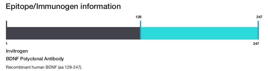 BDNF Polyclonal Antibody