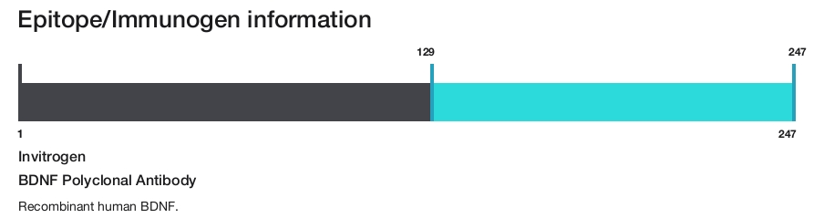 BDNF Polyclonal Antibody