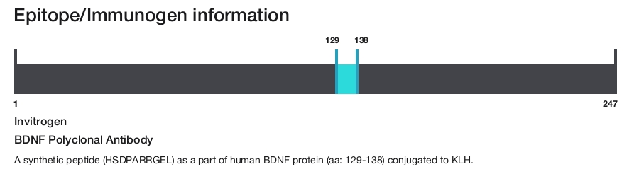 BDNF Polyclonal Antibody
