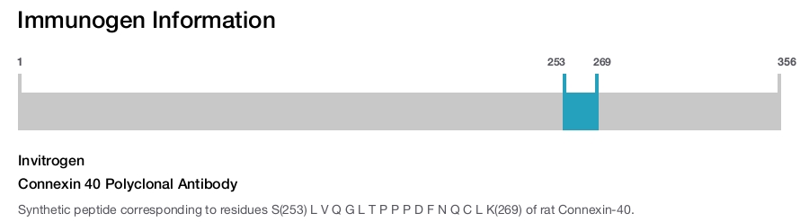 Connexin 40 Polyclonal Antibody