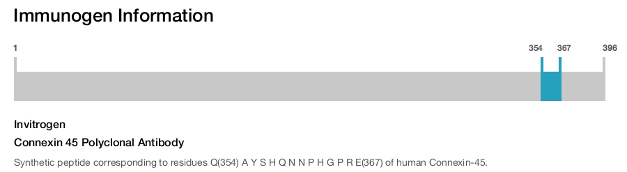 Connexin 45 Polyclonal Antibody