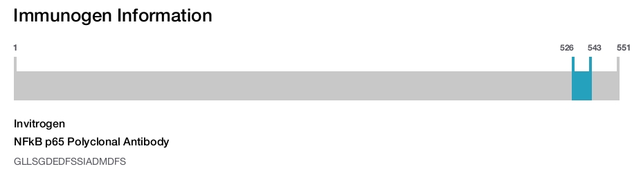 NFkB p65 Polyclonal Antibody