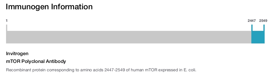 mTOR Polyclonal Antibody