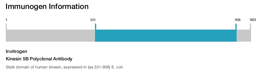 Kinesin 5B Polyclonal Antibody
