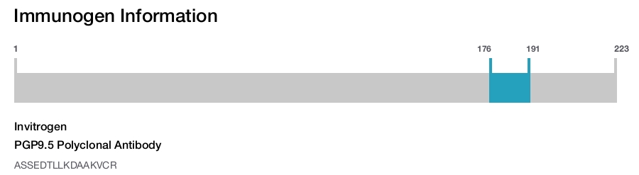 PGP9.5 Polyclonal Antibody