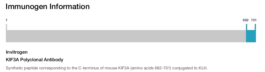 KIF3A Polyclonal Antibody
