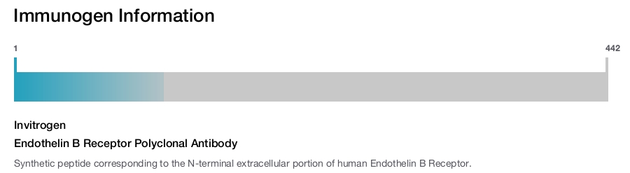 Endothelin B Receptor Polyclonal Antibody