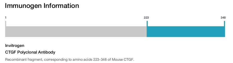 CTGF Polyclonal Antibody