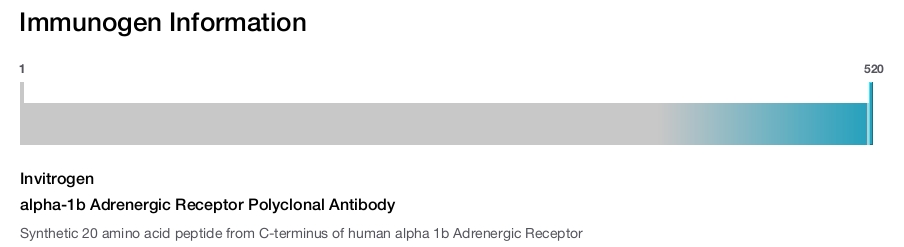 alpha-1b Adrenergic Receptor Polyclonal Antibody