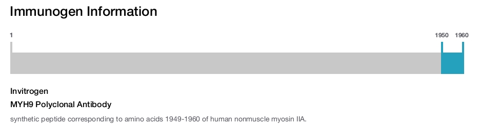 MYH9 Polyclonal Antibody
