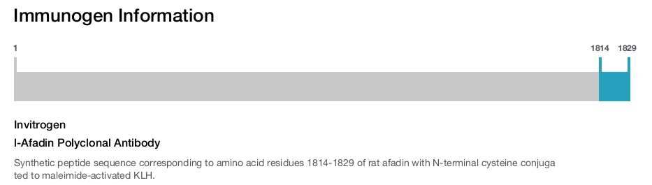 l-Afadin Polyclonal Antibody