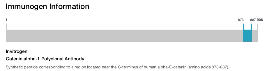 Catenin alpha-1 Polyclonal Antibody