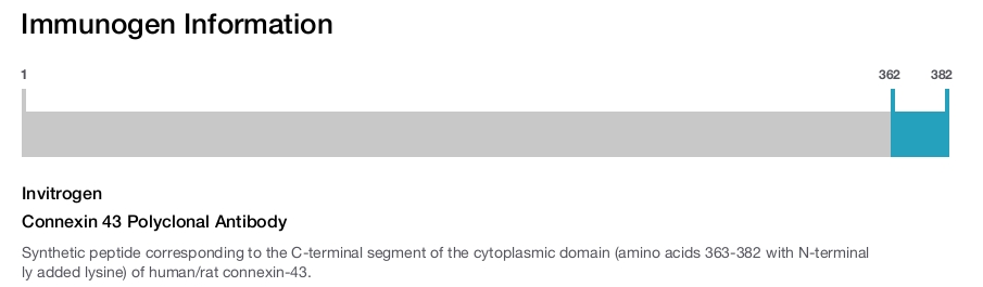 Connexin 43 Polyclonal Antibody