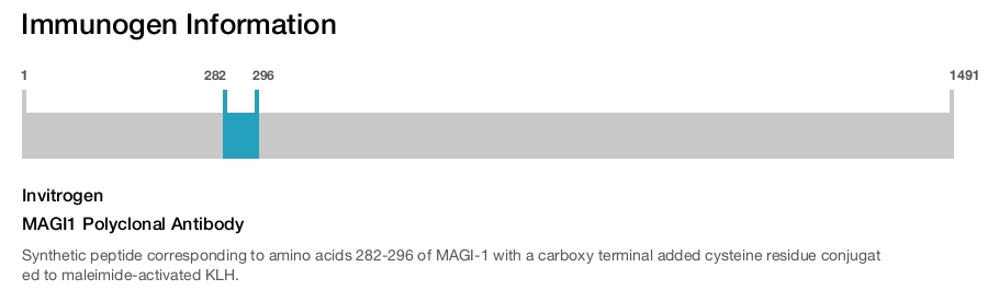 MAGI1 Polyclonal Antibody