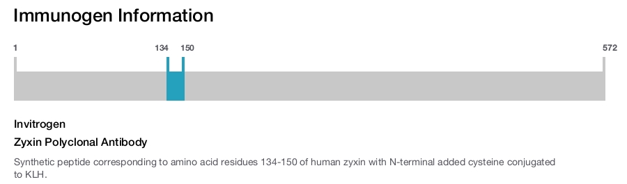 Zyxin Polyclonal Antibody