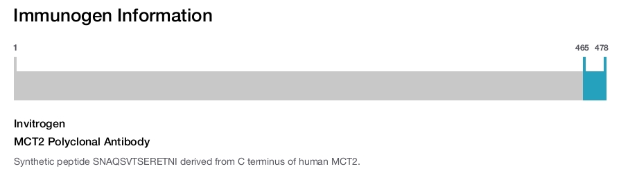 MCT2 Polyclonal Antibody