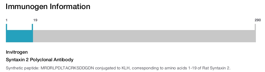 Syntaxin 2 Polyclonal Antibody