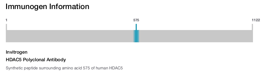 HDAC5 Polyclonal Antibody