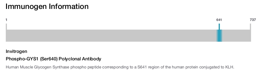 Phospho-GYS1 (Ser640) Polyclonal Antibody