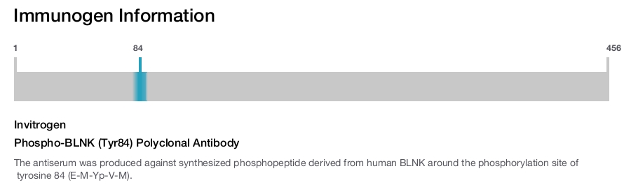 Phospho-BLNK (Tyr84) Polyclonal Antibody