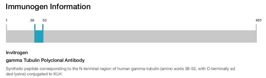gamma Tubulin Polyclonal Antibody