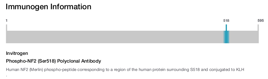Phospho-NF2 (Ser518) Polyclonal Antibody