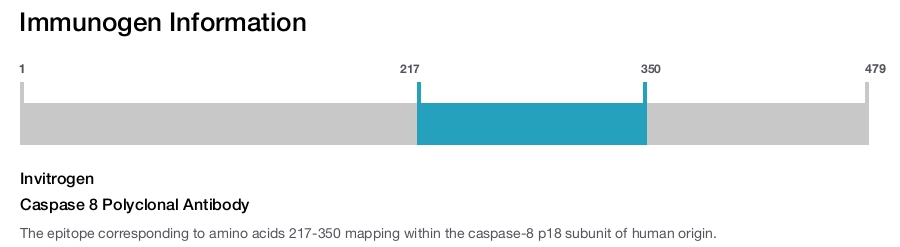 Caspase 8 Polyclonal Antibody