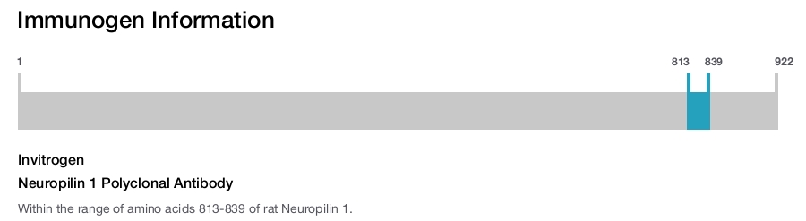 Neuropilin 1 Polyclonal Antibody